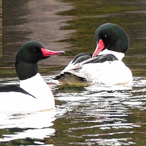 Legendary Karen Uses Seagull Impression to Repel Duck Hunters