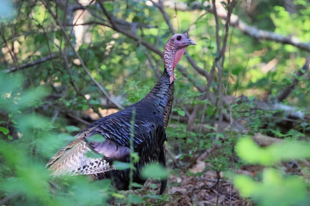 Canadian Man Hops into Stranger’s Car to Escape Wild Turkeys
