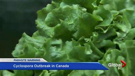 Americans Turn Away from Fresh Produce as Cyclospora Outbreak Drives Shift to Ultra-Processed Foods