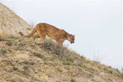 Indiana Residents Urged to Report After Unidentified Lions with Harnesses Spotted