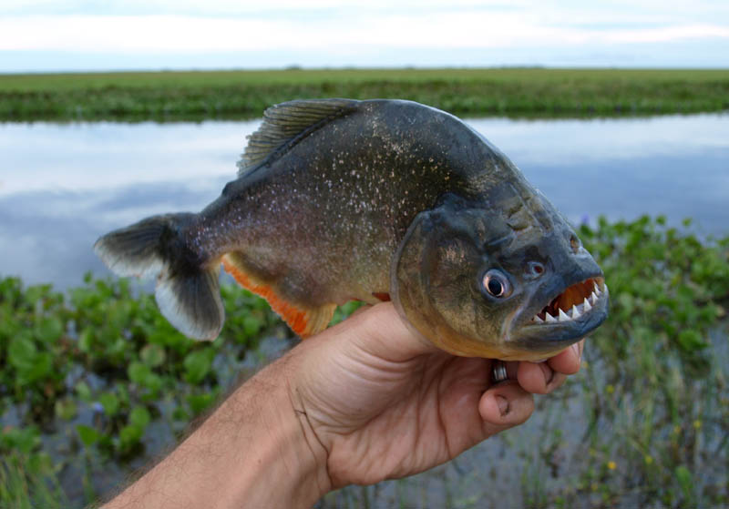 8-Year-Old Seamus Coffey Unearths Red-Bellied Piranha While Fishing