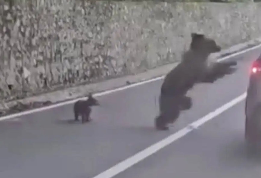 Black Bear Torn Out Car Window for Leftover Whopper Trash in Unbelievable Feat
