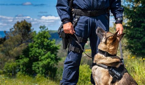 Man Bites K-9 During West Haven Arrest: Dog’s Training Prevents Officer Injuries