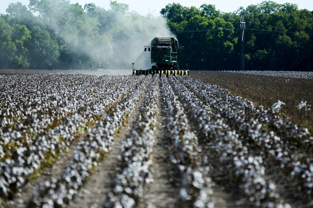 Cotton Fields Still Exist in 2026: Woman Accuses Modern Agriculture of Racist Legacy